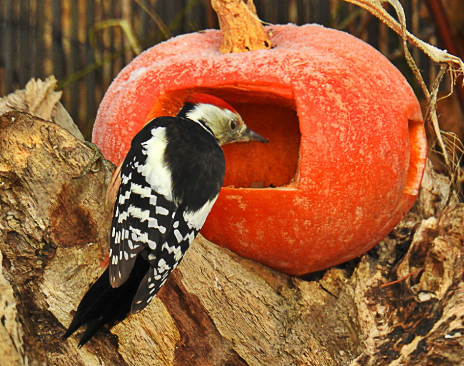 Pumpkin feeder will definitely like birds
