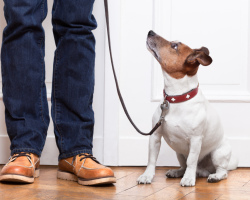 Why the dog whines: reasons - what to do?