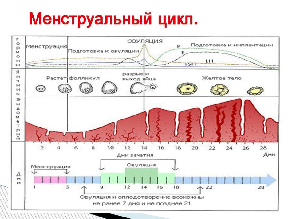 Фазы менструального цикла