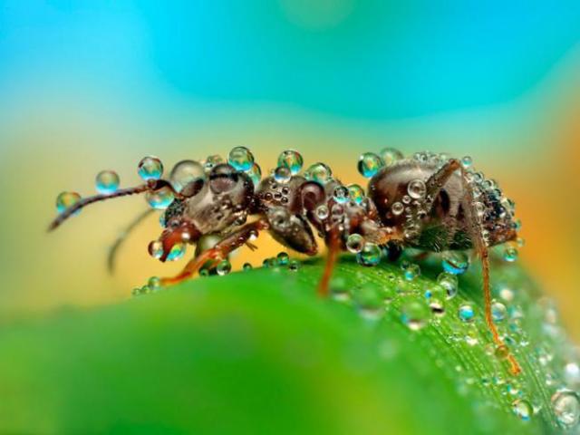Znaki o mravah v hiši, gozd. Mravlje se skrivajo v gnezdah, Antholl, invazija mravlje, mravlje, ki so se pojavile v hiši, apartmaju, na grobu, na pragu, mravlje, ki jih je treba prinesti domov, dajte rastlino z mravlje, plazenje mravlje v vas, v postelji: folk znaki