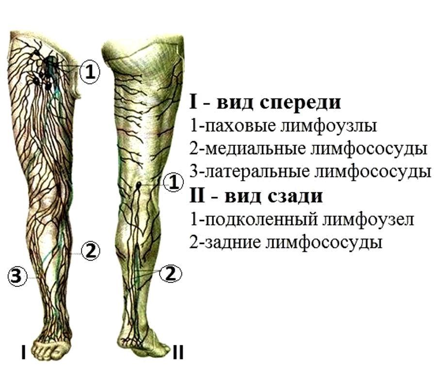 Лимфоузлы на ногах где. Лимфатические узлы на ногах расположение. Лимфатические узлы нижних конечностей схема. Подколенне лимфатиеске узл. Воспаление лимфатических узлов на ногах.
