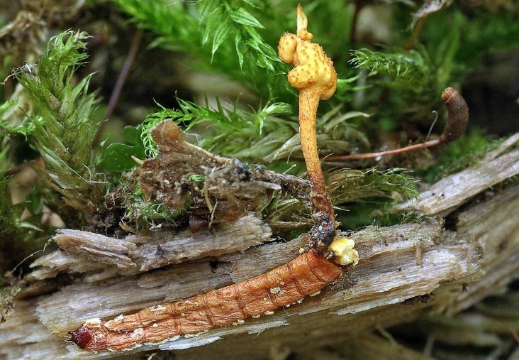 Chinese cordyceps mushroom
