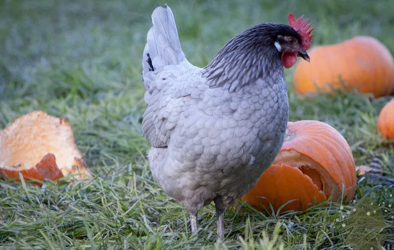 Andaluz Blue Huhn