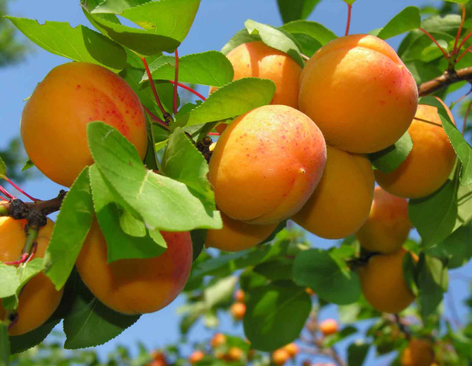 Apricots on a branch