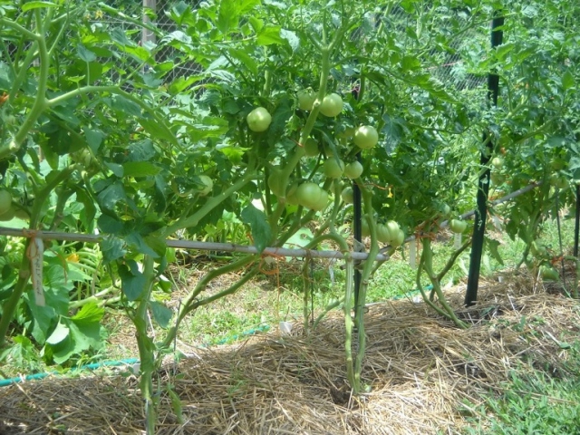 Devo rompere le foglie dai pomodori e quali? Come rompere correttamente le foglie sui pomodori?