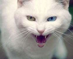 Pisică albă în casă: semne și credințe. Semnele sunt un pisoi alb, pleacă sau nu? Semne și superstiții despre pisici albe