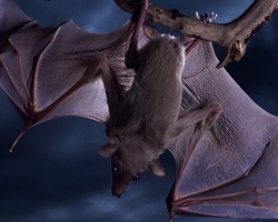 Bat: description of the animal for children. Where does it live, what does the bat breed up and how the bat breeds?