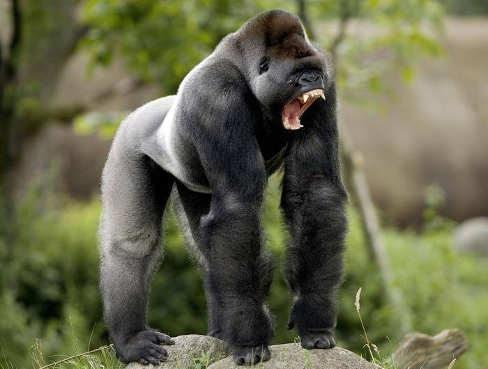 Gorilla