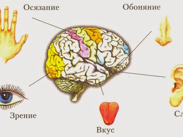 Berapa banyak organ utama perasaan pada manusia dan apa fungsi dan makna utama mereka? Indera dan organ otak, sistem saraf: bagaimana mereka saling berhubungan? Aturan kebersihan dari indera utama