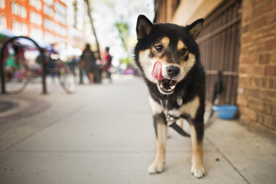 Hunde für Straßeninhalte: Liste der Felsen