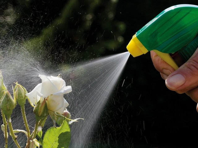 Vodka, alkohol, luna iz listnih uši na drevesih, ribez, kumare, paprike, zelja: kako uporabljati, ocene. Ammonia from aphids on cucumbers: instructions, reviews