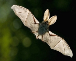 Dream Interpretation is a bat. Why are bats dream of biting, a lot, white?