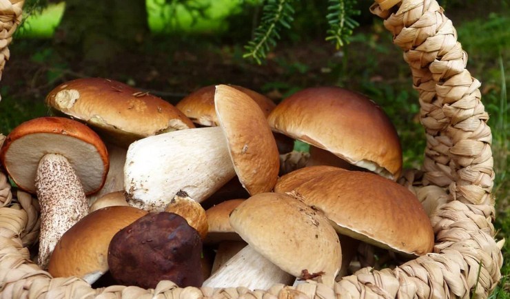 Such mushrooms are dangerous for your health