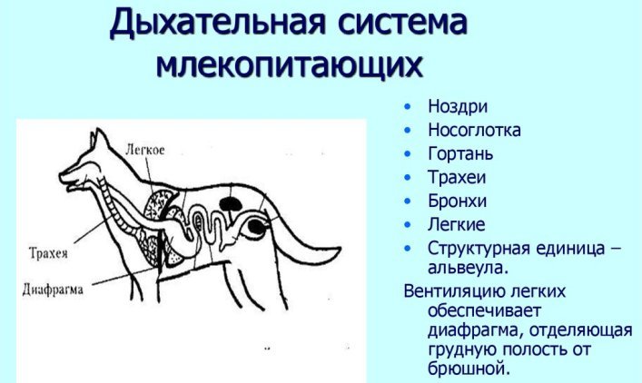 Système respiratoire de mammifère
