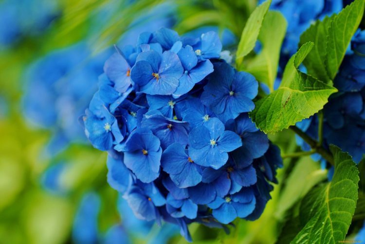 Очень красивый синий цветок для сада