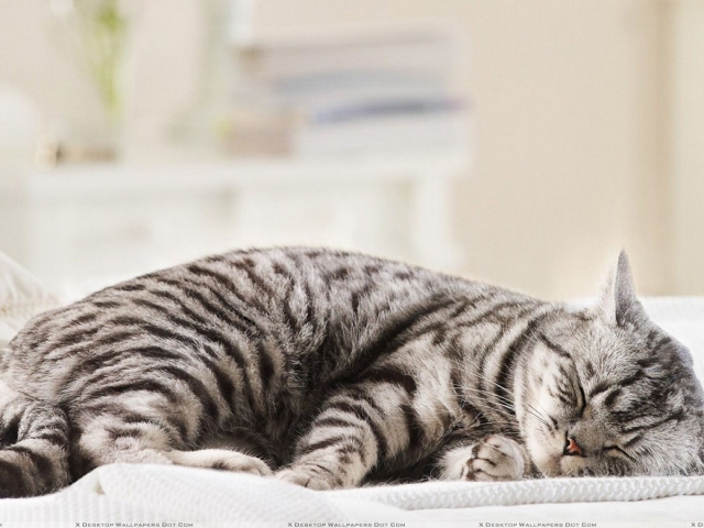 Zakaj mačke gredo spat z lastniki? Zakaj mačke spijo v nogah, na glavi osebe? Zakaj ne morete spati z mačko v isti postelji z odraslimi, otroki, nosečnicami? Kako odvzeti mačko, da spi na postelji?