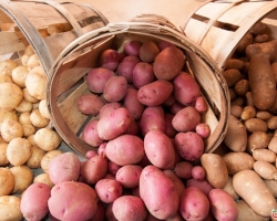 Planting and growing potatoes under straw or hay, in bags, in soil, in barrels: technology and methods