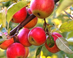 Planting, care, pruning, feeding and processing apple trees in spring from pests and diseases. How to plant an apple tree in the spring: step -by -step instructions