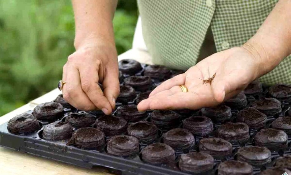 A man plants seeds in peat pots