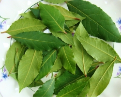 Est-il possible de Bay Leaf pendant la grossesse et l'allaitement? Comment la feuille de baie de la grossesse affecte-t-elle? Bay Leaf - Application pour les menstruations retardées et pour l'interruption de la grossesse aux premiers stades: recette folklorique, revues