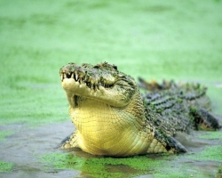 Najveći aligator krokodila na svijetu: veličina u metrima, težina, ime, stanište