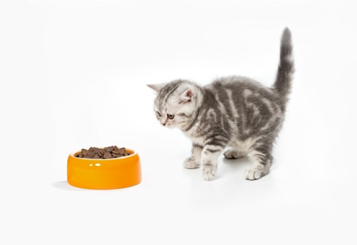 Чем можно и сколько раз в день кормить котенка в 1-6 месяцев без кошки: список кормов, продуктов и блюд, режим кормления