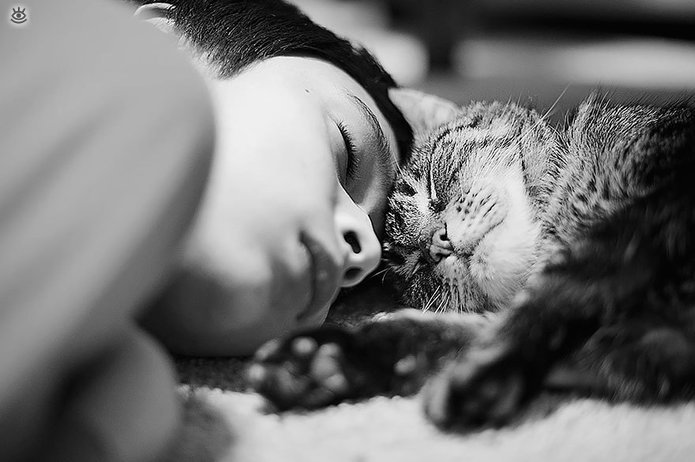 Sanje z mačko
