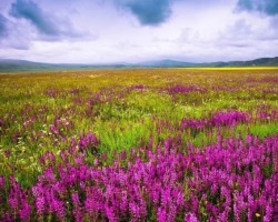 100 faits intéressants sur les plantes du monde, Russie par type: liste