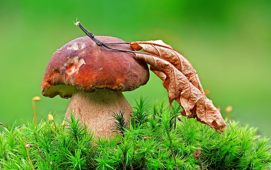 Porcini.