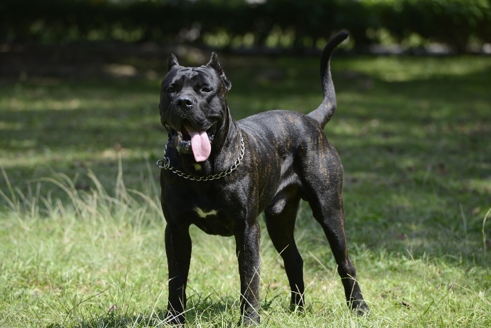 Canar Dog: câini devotați și deștepți