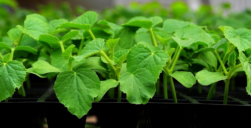 Seedlings of cucumbers