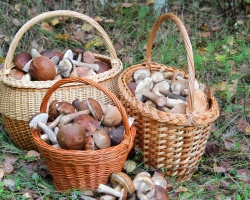 How to solve the problem: how many saucers of the basket, if only 40 mushrooms in the basket - saffron and loads lies in the basket?