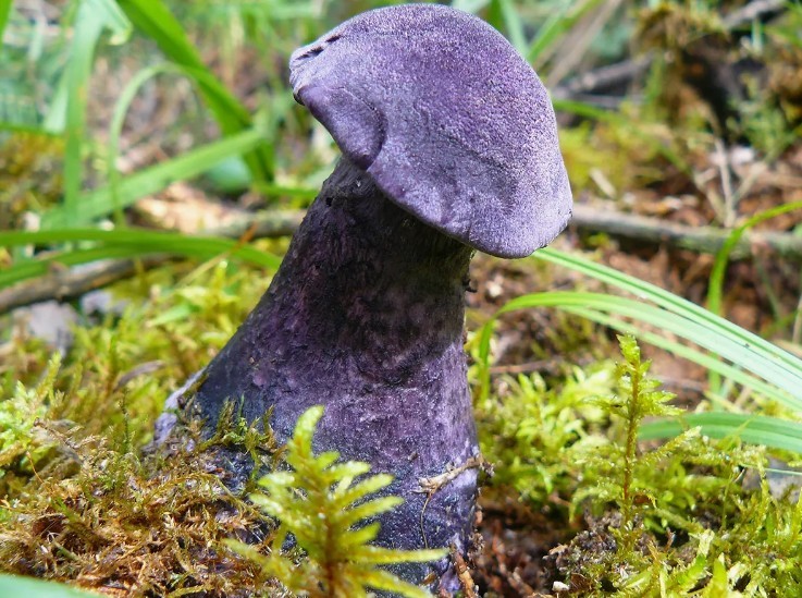 Purple mushroom with a blue leg