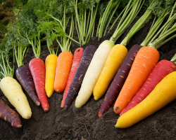 Можно ли есть сырую морковь каждый день, при похудении, на ночь натощак?      