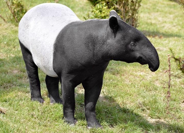 Tapir - Totem Animal dinamai Nazar