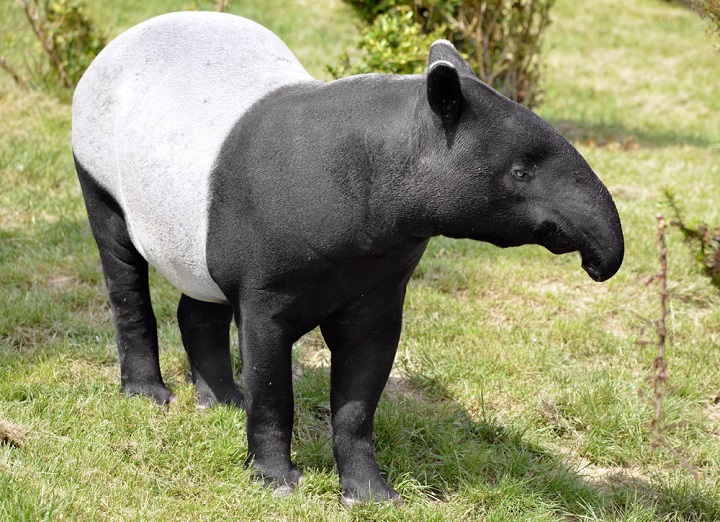 Tapir - Totem Animal uppkallad efter Nazar