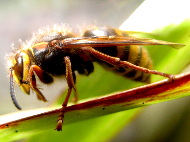 Que faire si une abeille ou une guêpe vous mord? Aide pour les abeilles et les piqûres de système d'exploitation