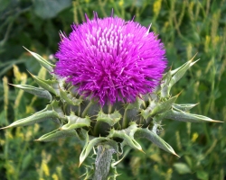 Therapeutic properties of milk thistle. The use of milk thistle and scrota for liver diseases, gastritis, psoriasis, cholecystitis,