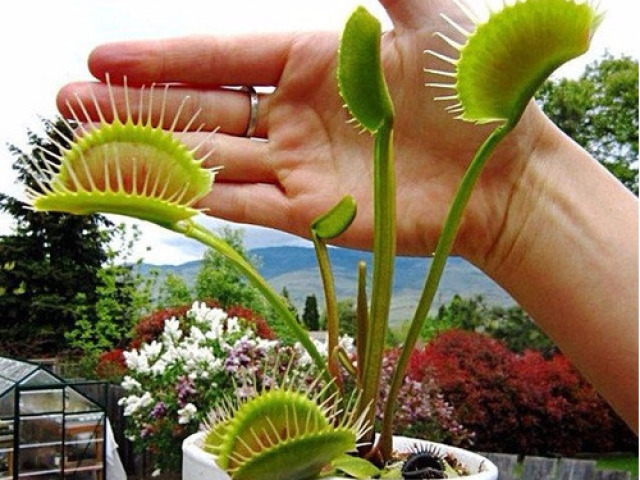 Цветок венерина мухоловка: приметы и суеверия, как вырастить из семян, чем кормить это хищное растение в домашних условиях