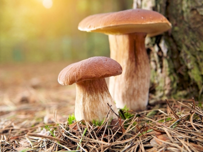 Mushroom sign
