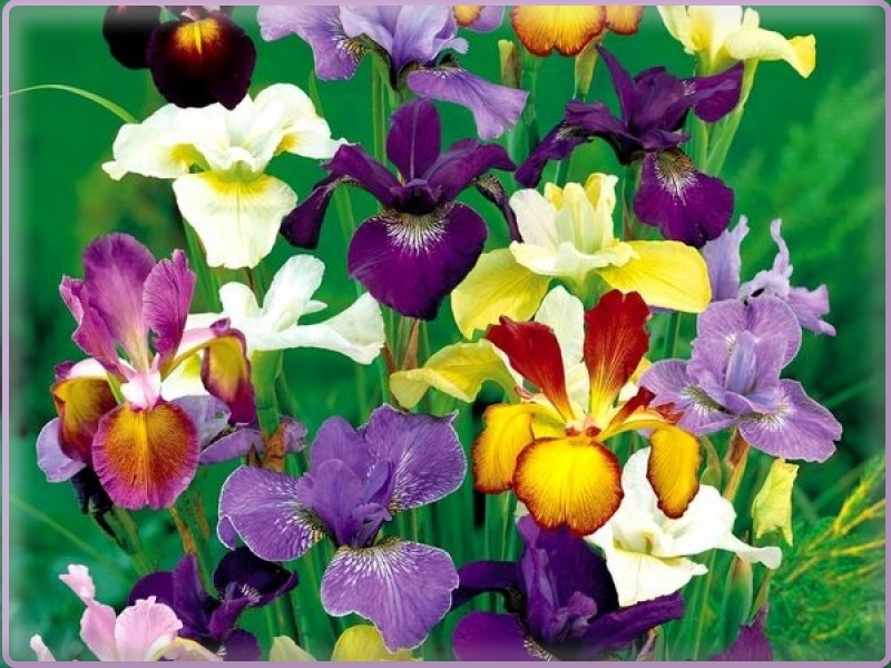 Irises of all colors of rainbow