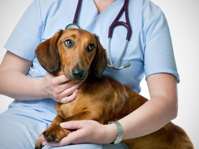 Анемия у собак: причины, симптомы, лечение и профилактика