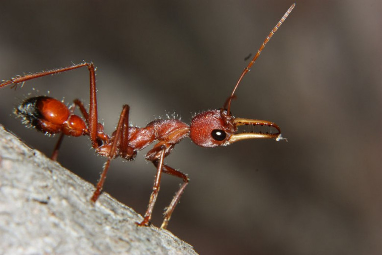 Buldog de fourmi