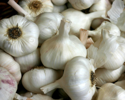 Vascular cleaning and garlic treatment from high cholesterol: Tibetan purification method, traditional medicine recipes. Garlic and lemon for cleaning blood vessels from cholesterol: recipes, reviews, doctors' opinion