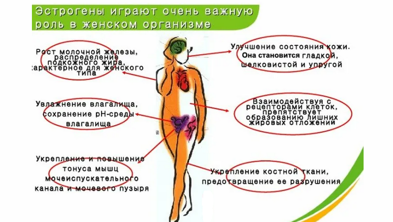 Női hormonok: A testben működő funkciók