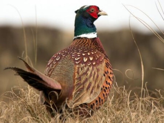 Pheasants: types and care, general characteristics