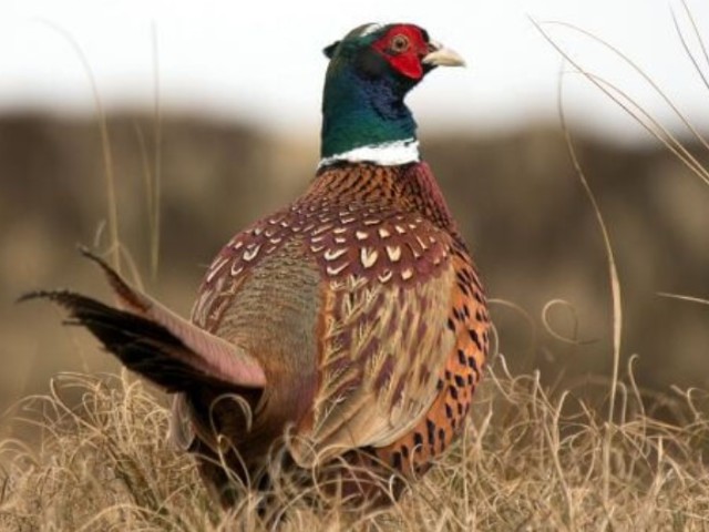 Pheasants: Jenis dan Perawatan, Karakteristik Umum