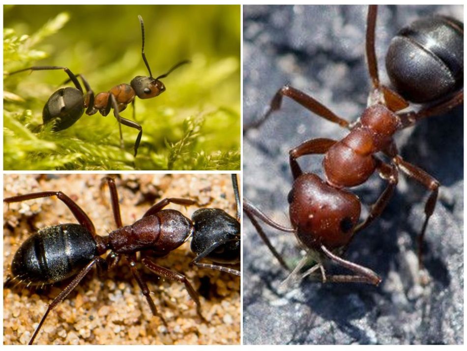 Лесные рыжие муравьи