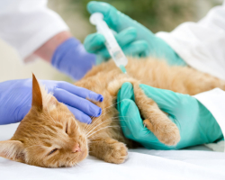 Cara membuat injeksi subkutan kucing di layu dan intramuskuler di paha: teknik eksekusi, foto, video. Jarum suntik apa yang harus dilakukan kucing?