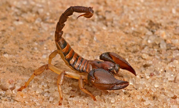 Czerwony, brązowy, żółty skorpion